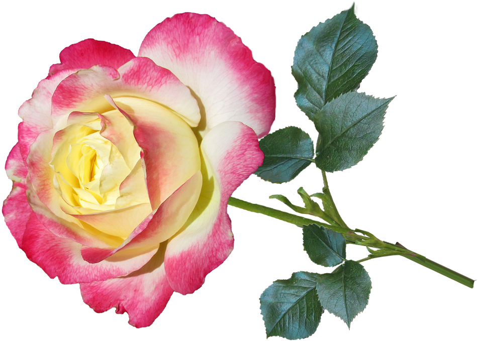 Flower, Rose, Petal, Love, Floral - Saludos Por San Valentin (960x678)