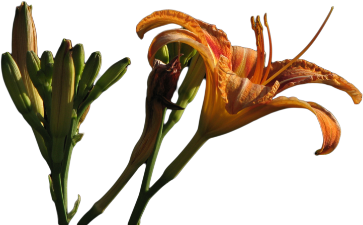 Lily Png File By Allforresources - Fire Lily (900x675)