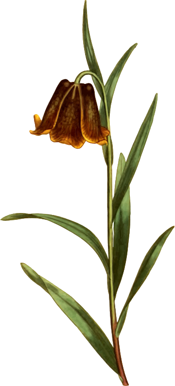 Medium Image - Snake's Head (360x792)