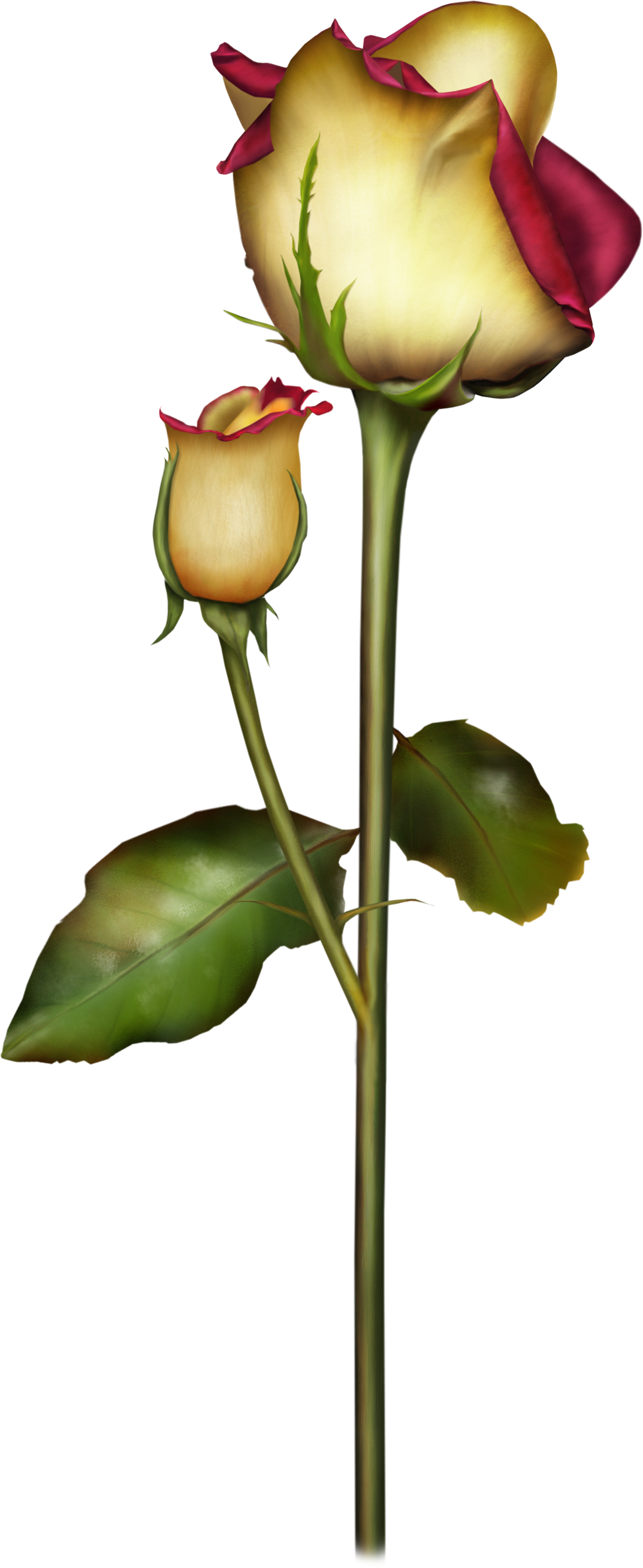 Beach Rose Flower Petal Garden Roses - Beach Rose Flower Petal Garden Roses (1073x2616)