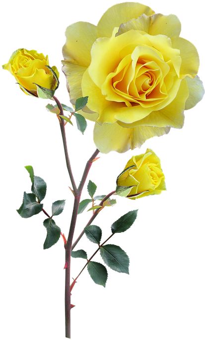 Rose, Yellow, Stem, Buds - Rose Gelb Png (430x720)