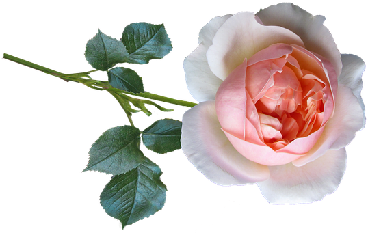Rose (557x340)