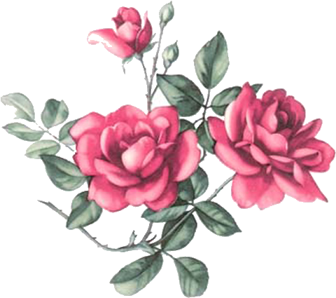 Nurcan Cüceoğlu Emeksensin - Hybrid Tea Rose (500x429)