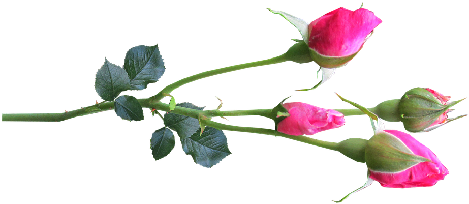 Flower, Stem, Rose, Buds Pink - Rose Buds (960x442)