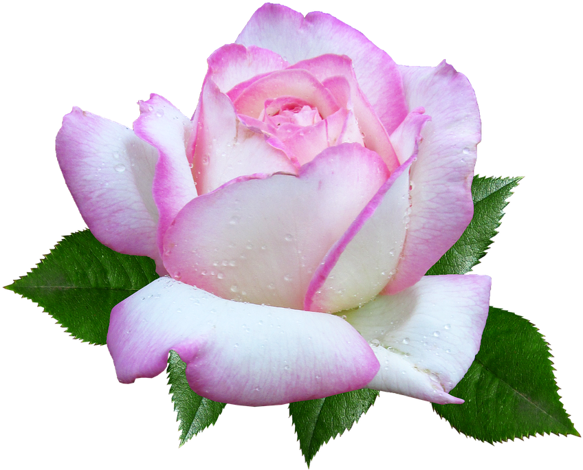 Rose, Flower, Garden, Cut Out - Rose (880x720)