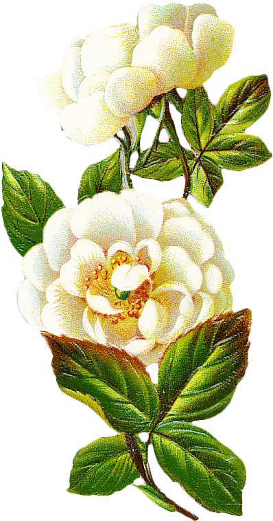 Centifolia Roses Flower Petal - Vintage Magnolia Flower Png (446x802)