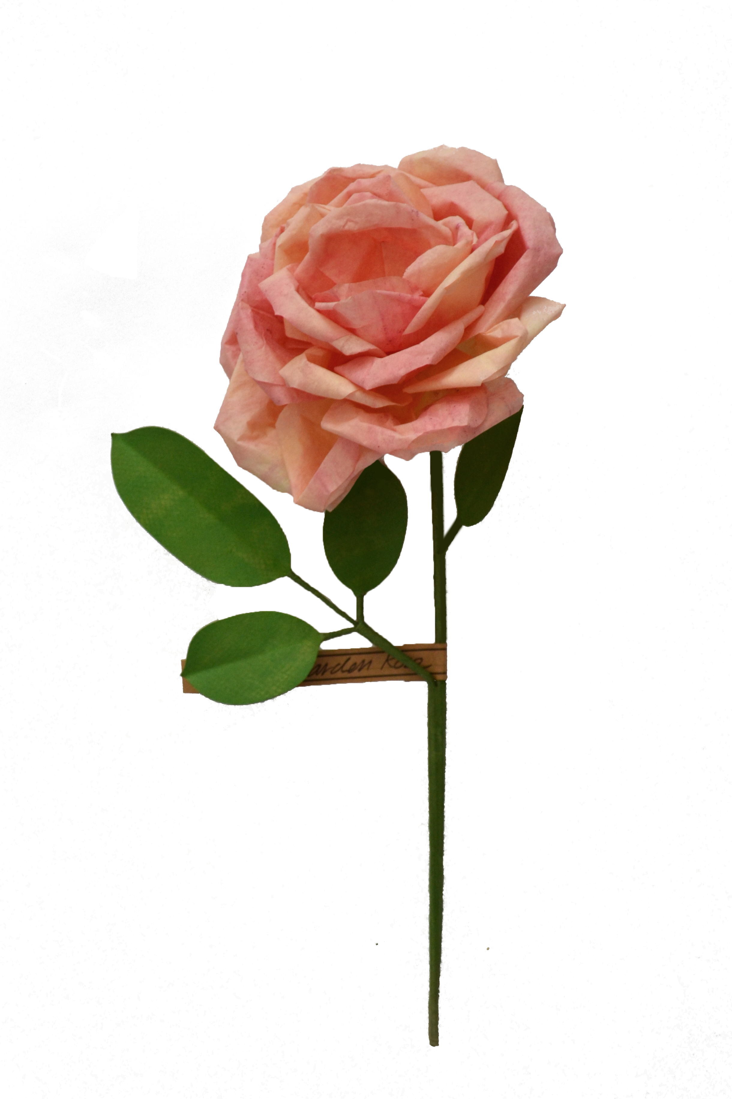 Garden Rose - Garden Roses (2440x3660)