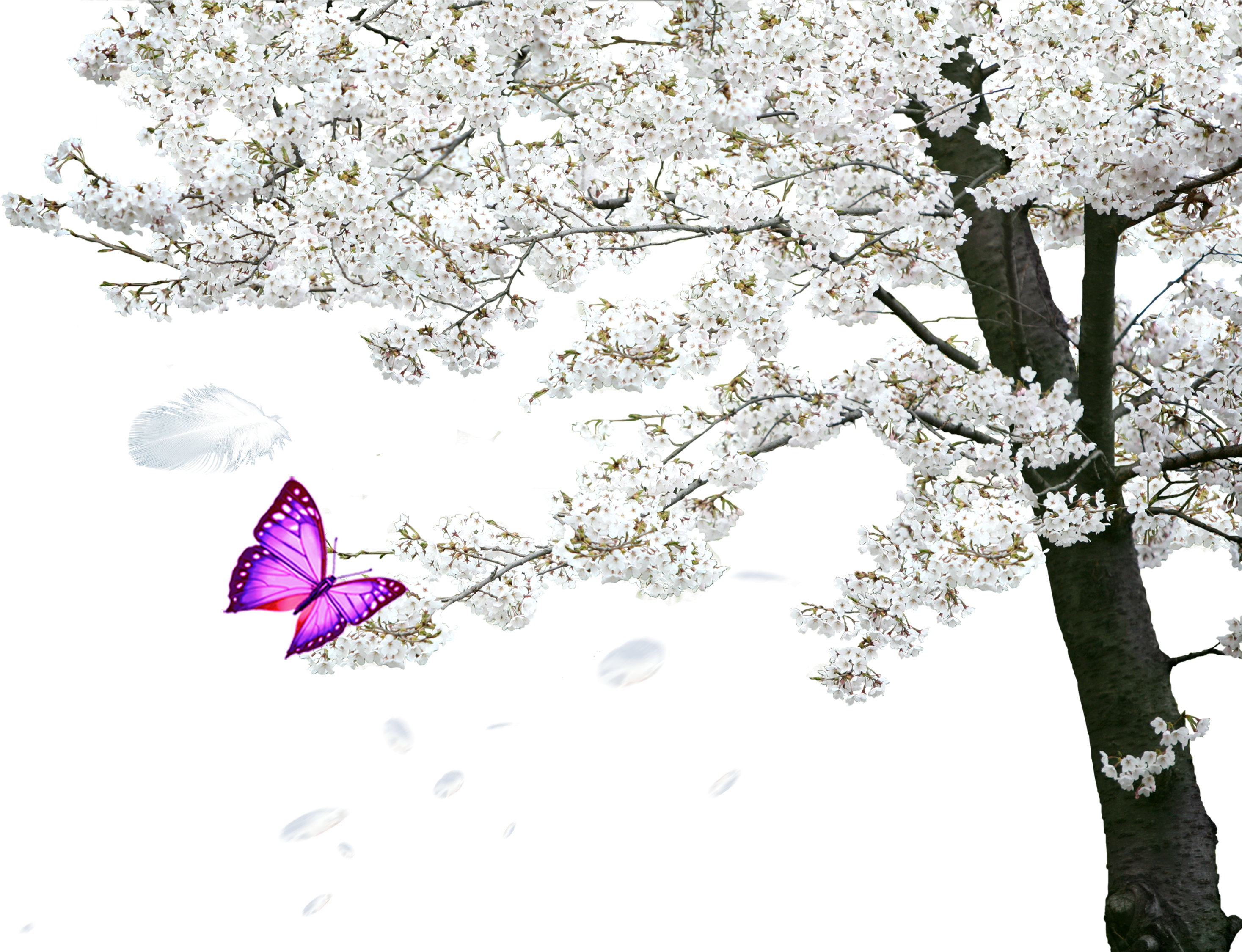 Cherry Blossom Tree Spring - Cherry Blossom Tree Spring (2953x2249)