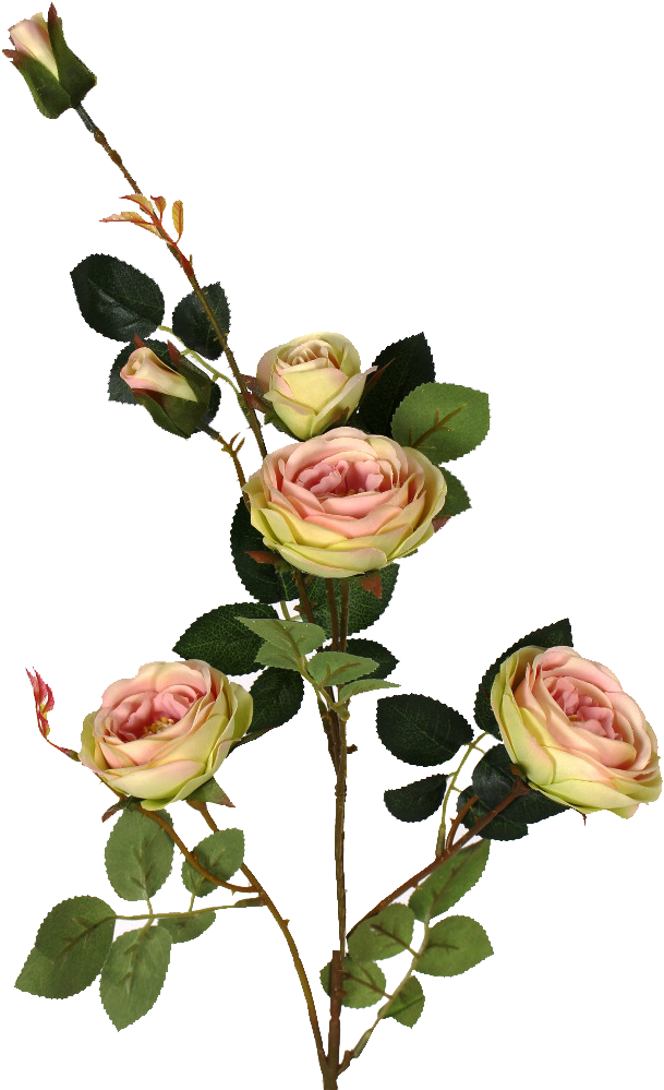 Pink Austin Rose Spray 33in - Garden Roses (628x1000)