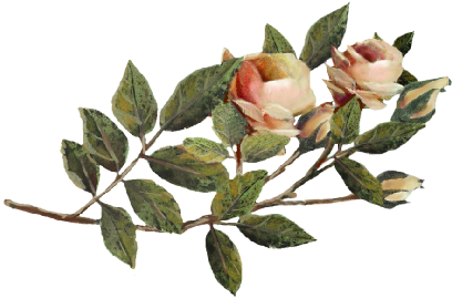 Orange Rose - Garden Roses (555x382)