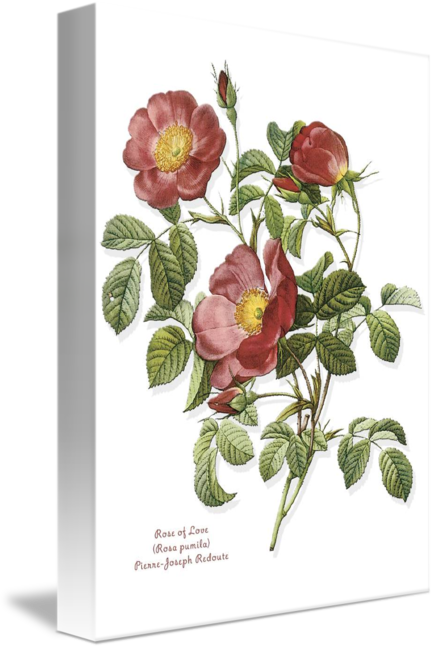 Dog Rose Botanical Illustration (434x650)