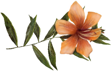 Lily Illustration (562x387)