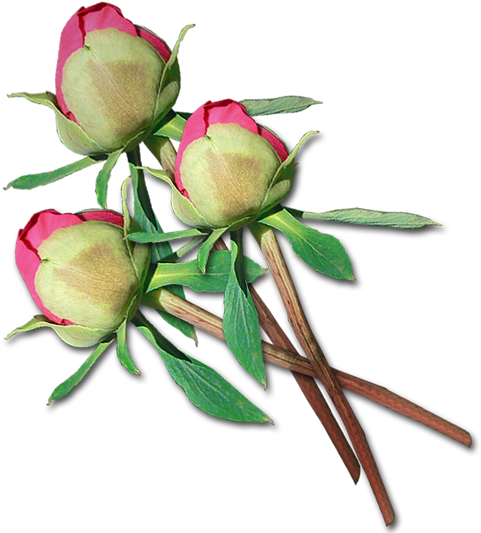 Cut Flowers Centifolia Roses Garden Roses Floral Design - Cut Flowers Centifolia Roses Garden Roses Floral Design (974x1078)