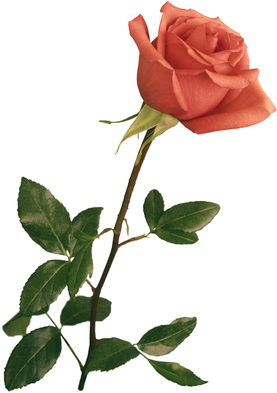 Garden Roses Flower Pink Clip Art - Garden Roses Flower Pink Clip Art (800x800)