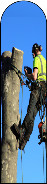 Sectional Tree Dismantle East Devon - Pole Climbing (gymnastic) (228x634)