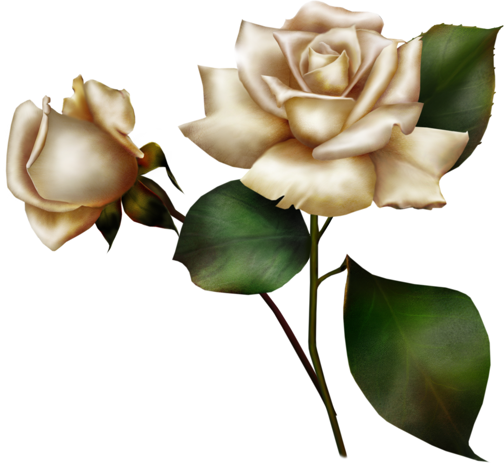 розы на прозрачном фоне. шарон фриман картины натюрморты. голубые розы акварель. белая роза розы ватерколор. белые розы рисованные.