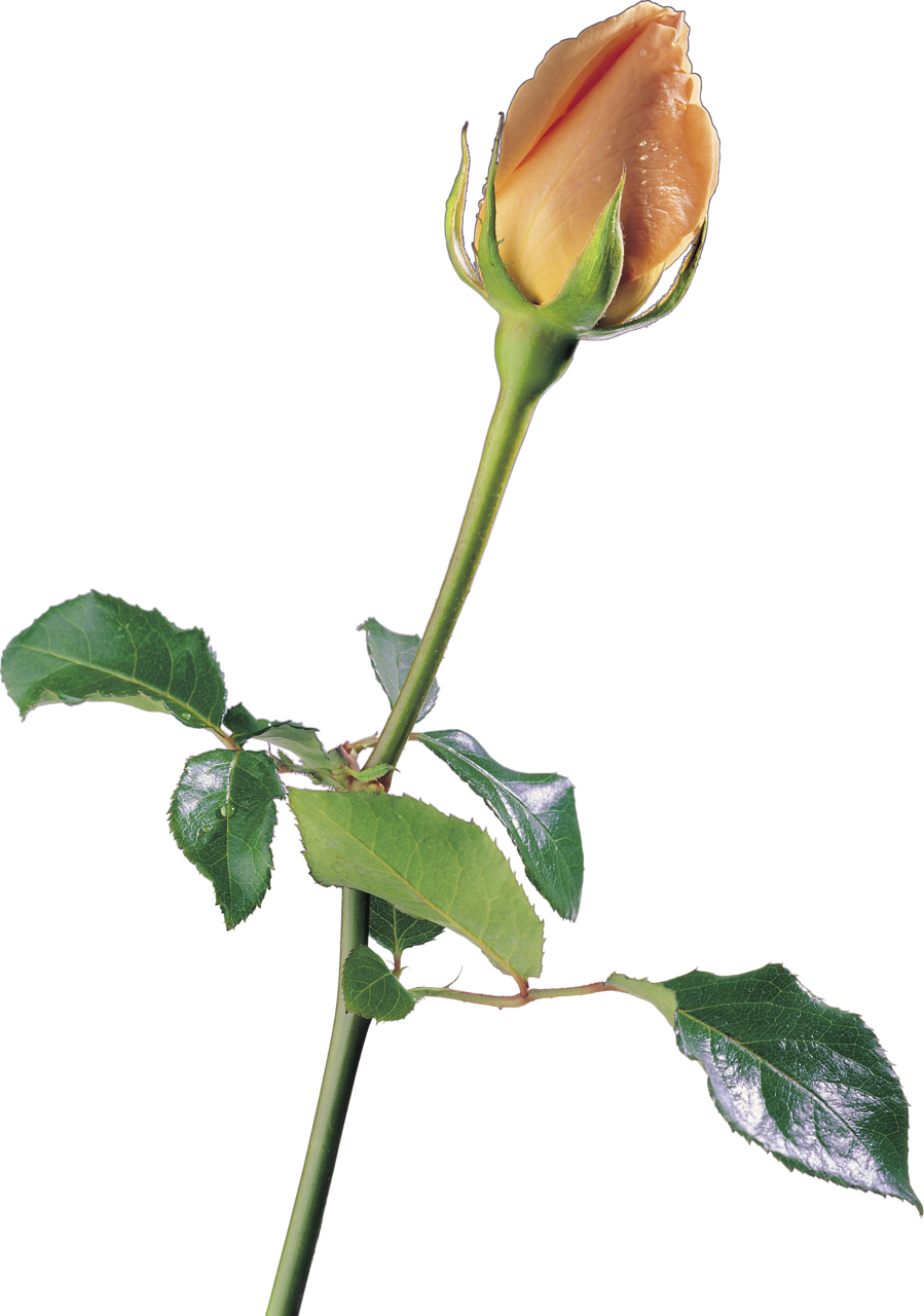 Garden Roses Petal Cut Flowers Beach Rose - Garden Roses Petal Cut Flowers Beach Rose (899x1280)