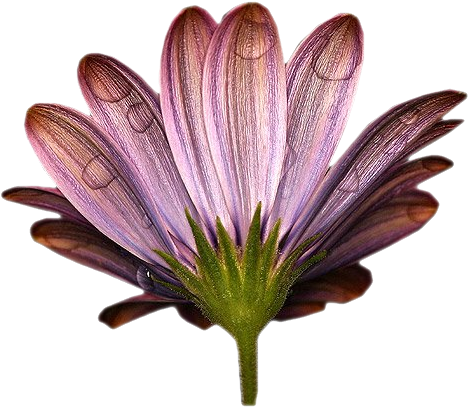 Fleur Violine - .net (600x450)