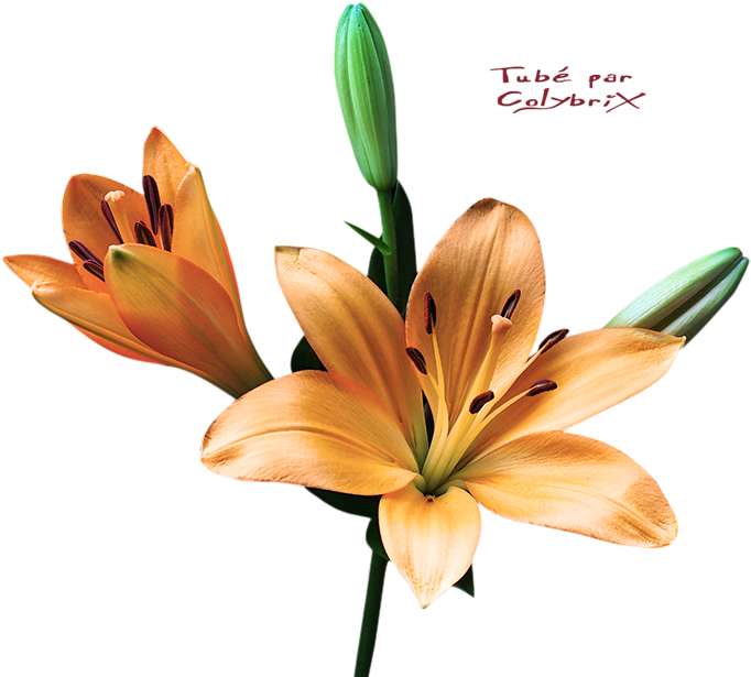 Fleurs Plantes - Orange Lily (723x661)