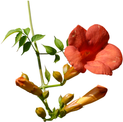 [ Img] - Trumpet Creeper (600x493)