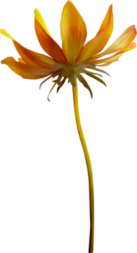 Fj - Fire Lily (271x500)