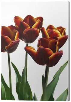 Lady Tulip (400x400)