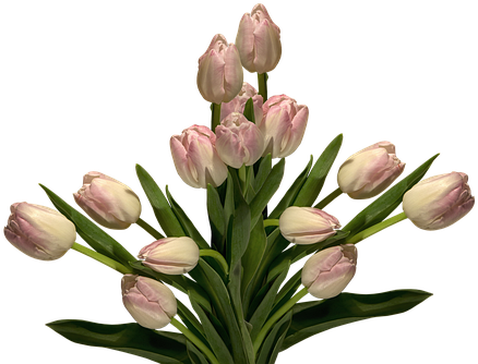 Lady Tulip (449x340)