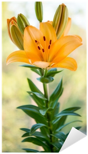 Sticker Belles Fleurs De Lys Jaunes - Yellow (400x400)