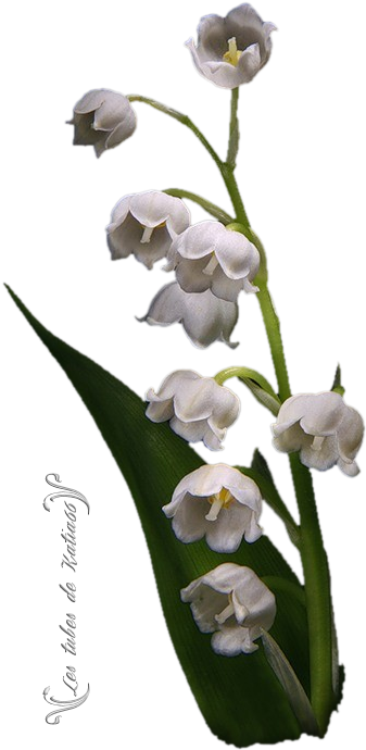 Tubes Images Fête Du 1er Mai - Cuitlauzina (371x713)