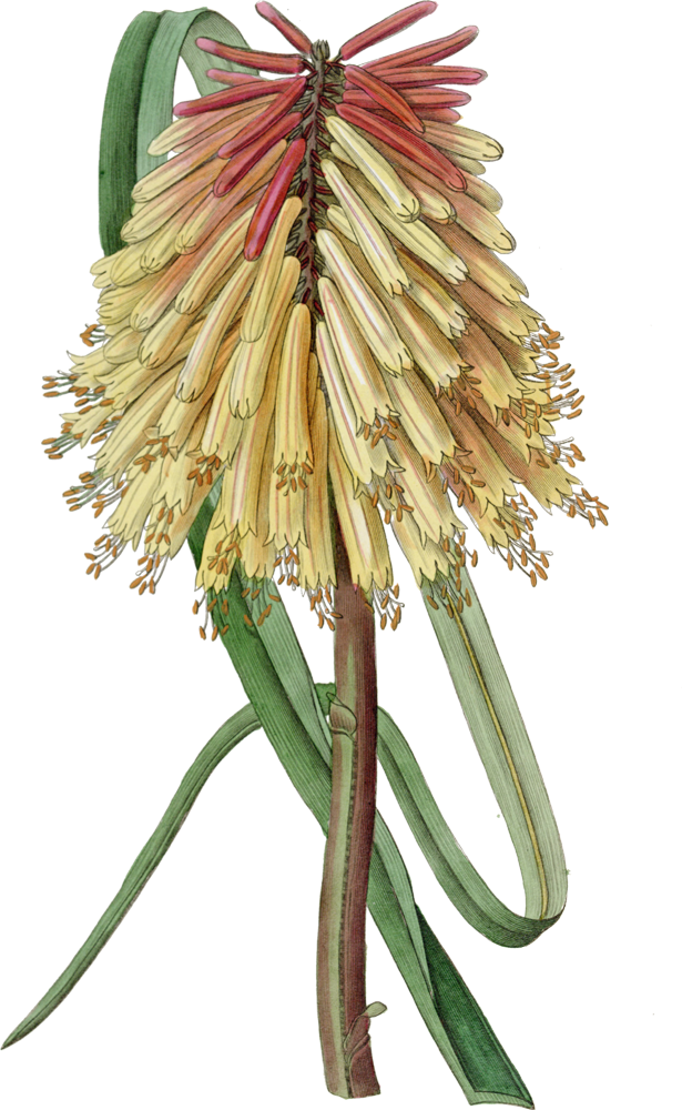 Kniphofia Uvaria - Red Hot Poker Plant Png (615x1000)