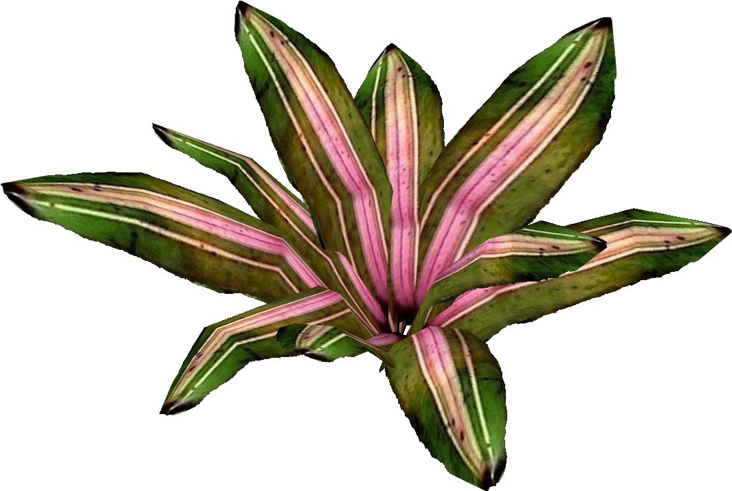 Neoregelia 3 - Bromelia (1064x1064)