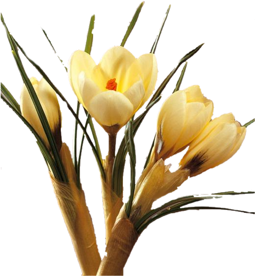 Crocus (521x640)