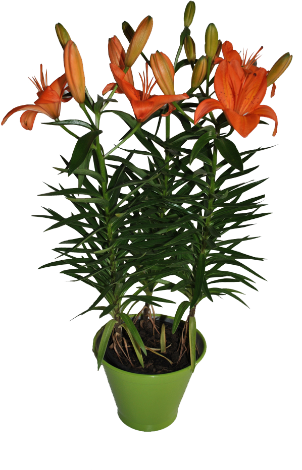 Vaso De Lirio Em Cachepô De Aluminio Colorido - Cascavel (736x1100)