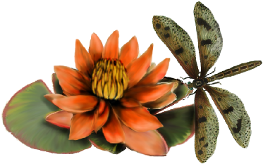 Birds And Butterflies Dragonfly Illustration 04 Artwork - Lotus (519x346)