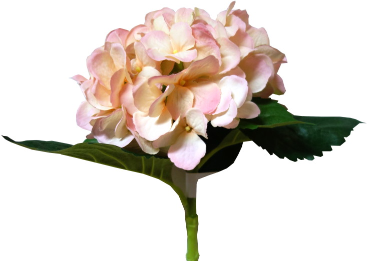 49cm Lge Hydrangea 5 Lvs - Crown Of Thorns (800x600)