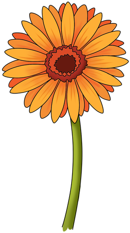 1 - Chrysanthemum (500x500)