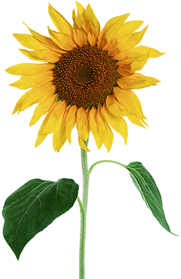 האם אתה שותה יותר מהגבול המומלץ - Sunflower White Background (628x423)