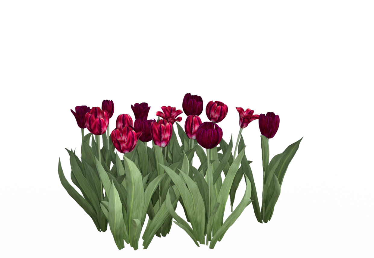 Truelovesoulmate - Lady Tulip (1240x878)