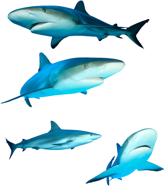 Great White Shark Royalty-free Photography - Great White Shark Royalty-free Photography (560x622)