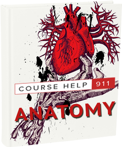 Write My Paper - Skeleton Hand Holding A Heart (475x520)