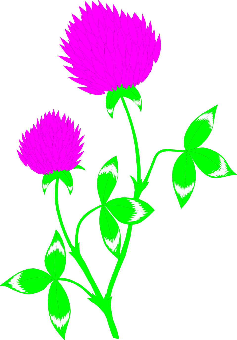 Red Clover - - Red Clover Png (958x1372)