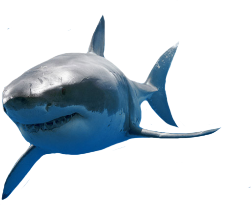 Share This Image - Endangered Great White Shark (medium) (514x420)