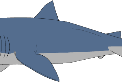 Photo Photo Photo - Great White Shark (640x480)