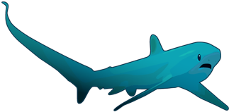 Thresher Shark - Tiger Shark (480x260)
