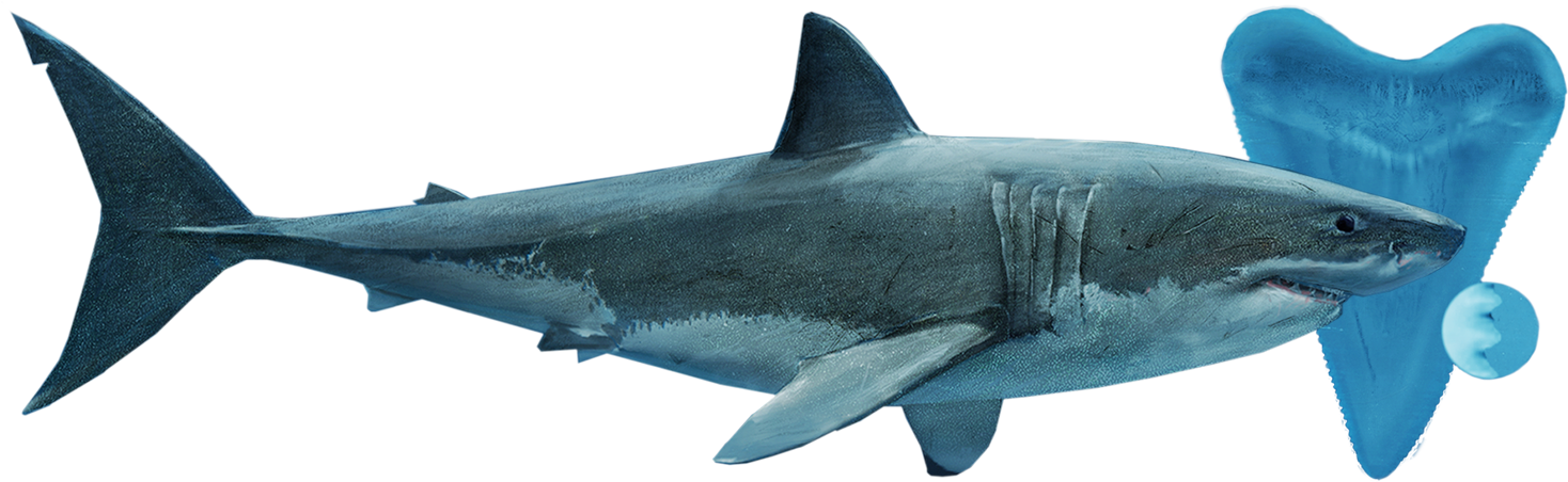 Posted Image - Great White Shark (1536x494)