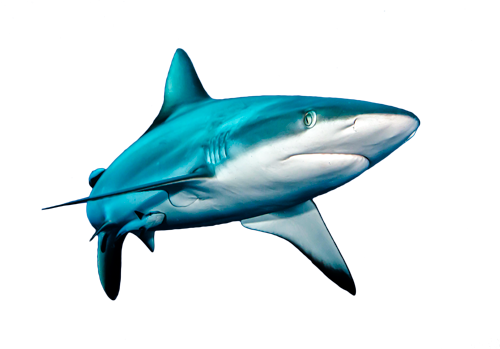 Share - Great White Shark (500x349)