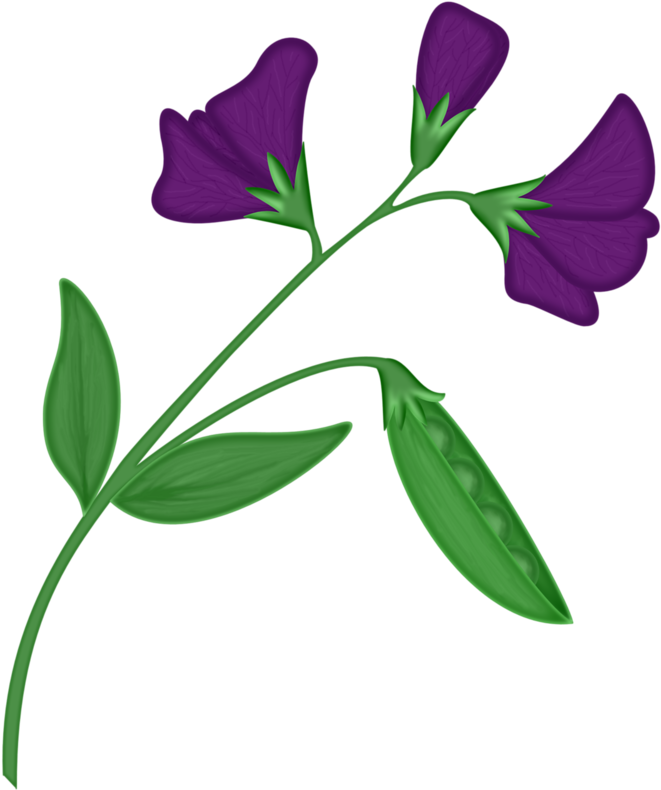 Pea Flower Petal - Pea Flower Petal (678x800)