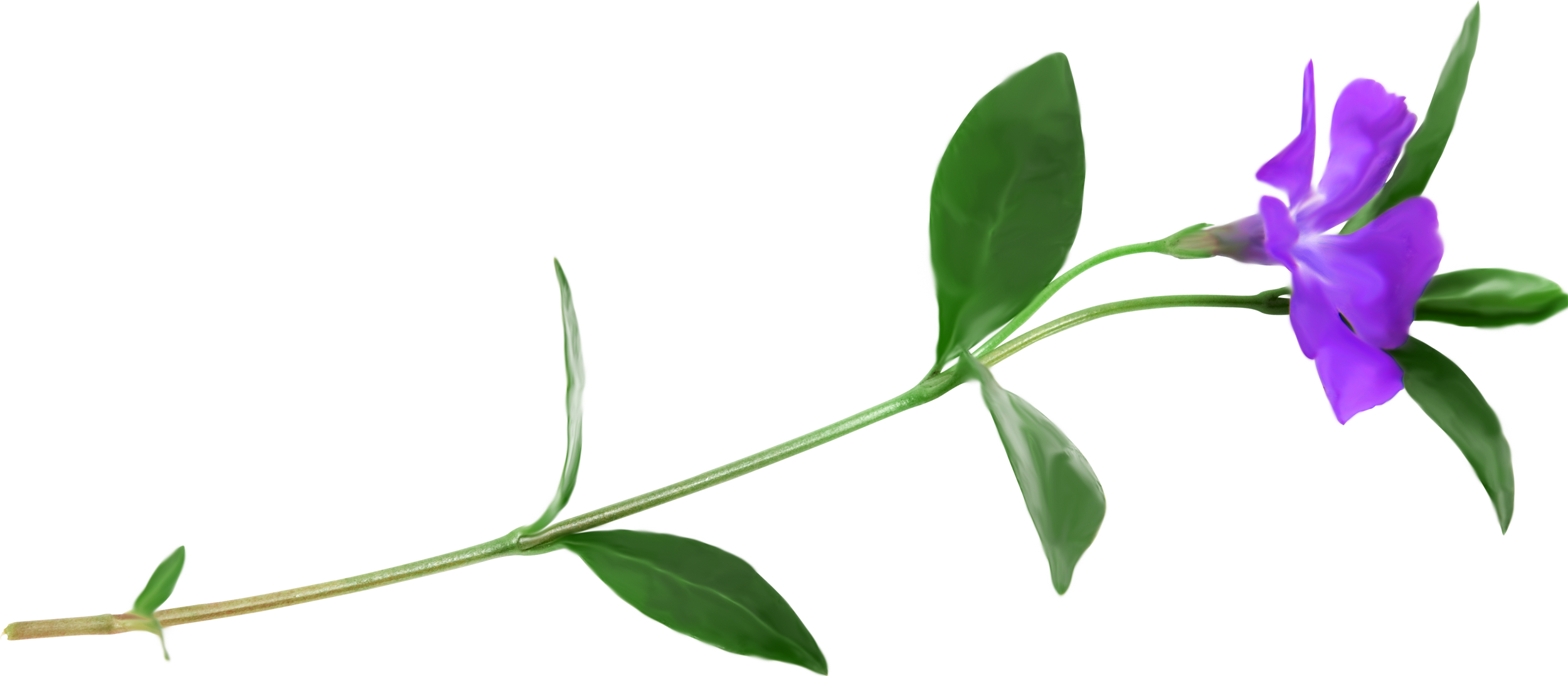Petal Plant Stem Flower Clip Art - Periwinkle (2500x1078)