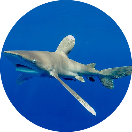 Oceanic Whitetip Shark Tagging - Portrait Of A Man (450x450)