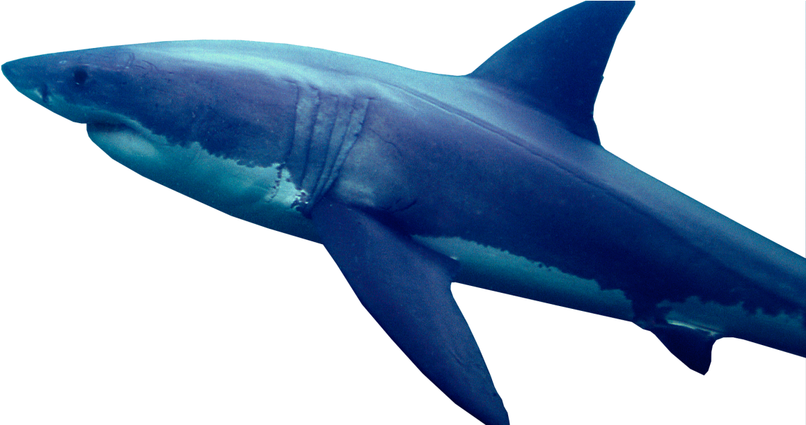 Great White Shark Image Png (1170x610)